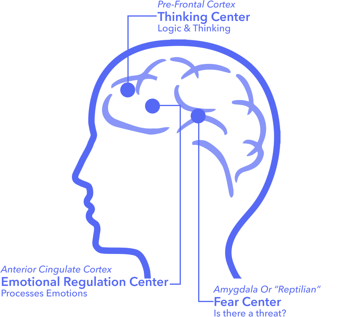 Brain centers illustration